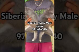 Cash On Delivery Husky Puppies For Sale In Best Price || Husky Dog,Husky Price / Siberian Husky Dog