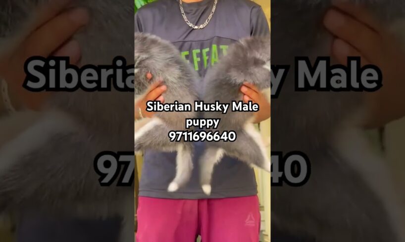 Cash On Delivery Husky Puppies For Sale In Best Price || Husky Dog,Husky Price / Siberian Husky Dog