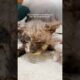 Cat Covered In Glue Has The Best Glow-Up | The Dodo