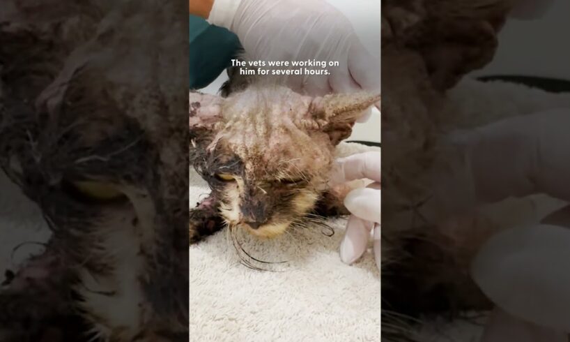 Cat Covered In Glue Has The Best Glow-Up | The Dodo