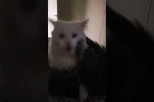 Cat and Kitten Play Fighting #cat #cats #kitten #fight #animals #pets #friends #friendship