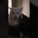 Cat and Kitten Play Fighting #cat #cats #kitten #fight #animals #pets #friends #friendship