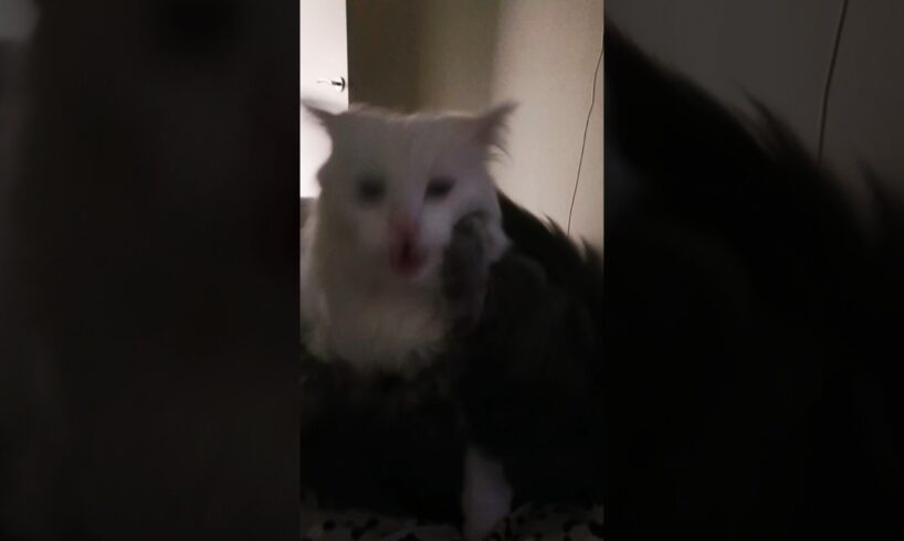 Cat and Kitten Play Fighting #cat #cats #kitten #fight #animals #pets #friends #friendship