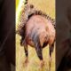 Cheetah vs Aggressive Pitbull Dog Fight 😨🥵😱. #pitbull #cheetah #fight #shorts #animalshorts