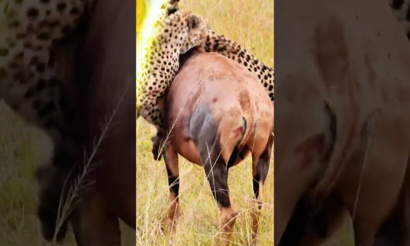 Cheetah vs Aggressive Pitbull Dog Fight 😨🥵😱. #pitbull #cheetah #fight #shorts #animalshorts