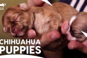 Chihuahua Mom & Her Seven Tiny, Newborn Adorable Puppies Journey❤️| Too Cute | Animal Planet