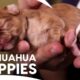 Chihuahua Mom & Her Seven Tiny, Newborn Adorable Puppies Journey❤️| Too Cute | Animal Planet