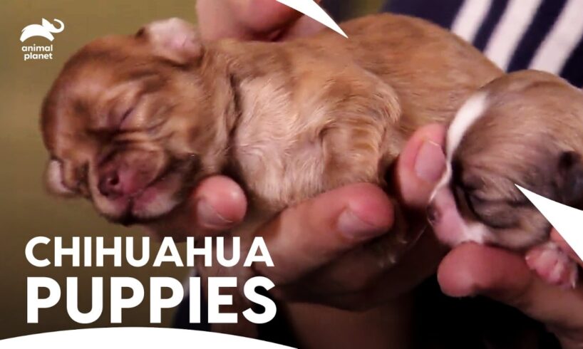 Chihuahua Mom & Her Seven Tiny, Newborn Adorable Puppies Journey❤️| Too Cute | Animal Planet
