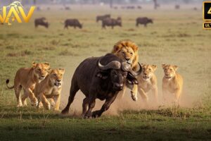 Claws vs. Teeth – Wildest Animal Fights Ever Filmed | Wild Animal Documentary