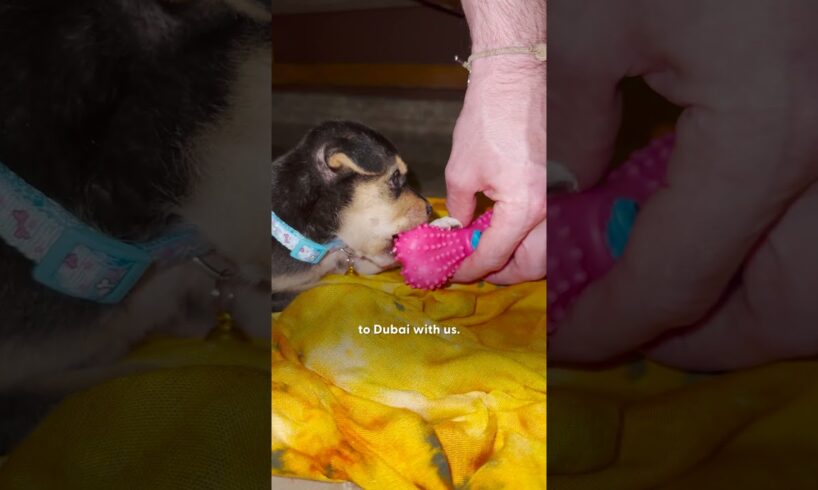 Couple On Vacation Gets Handed A Tiny Street Puppy | The Dodo