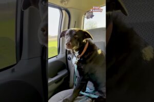 Couple Rescues Stray Dog From Field