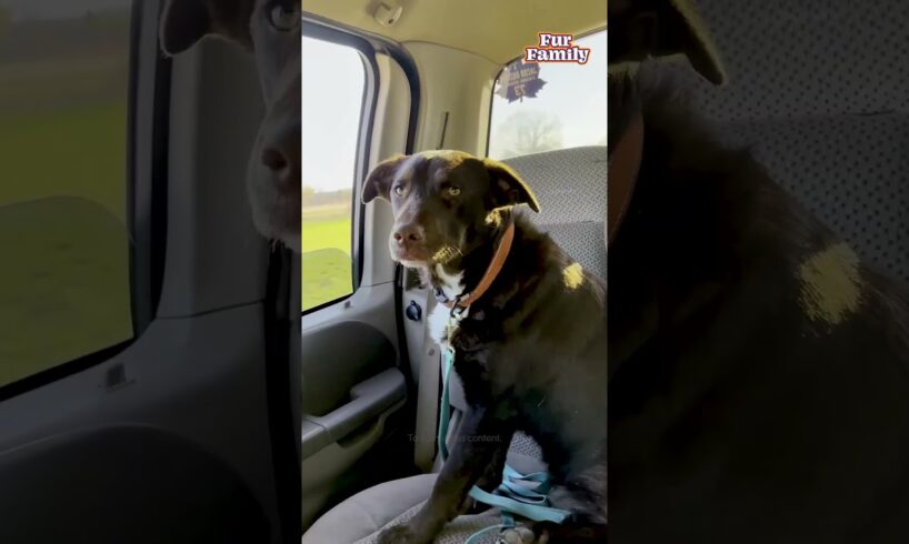 Couple Rescues Stray Dog From Field