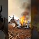 Cow injured rescued from fire 😭 #cow #animals #firebrigade