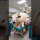 Cow need help doctor's rescued a pregnant cow #humanity #animals #cow #pets #veternary #rescueanimal