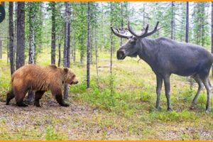 Craziest Bear Fight Ever Caught On Camera! Wild Animals