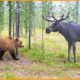 Craziest Bear Fight Ever Caught On Camera! Wild Animals