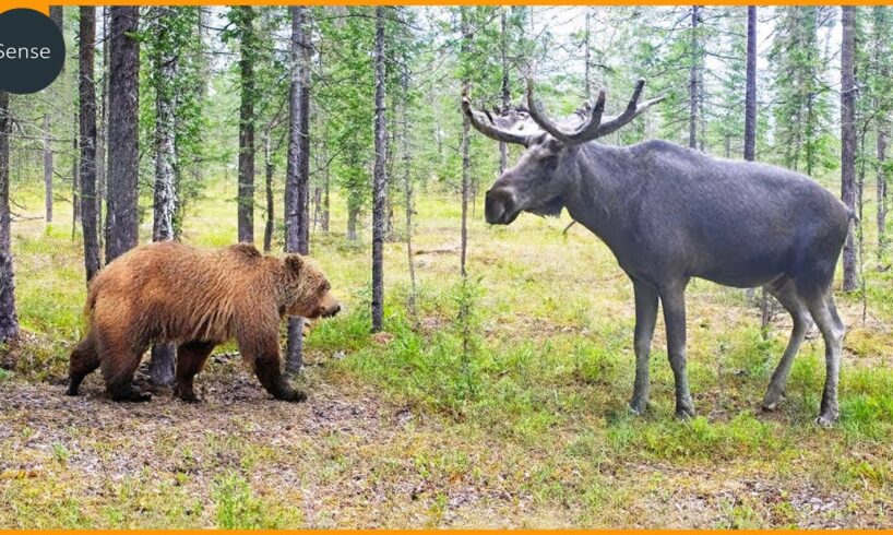 Craziest Bear Fight Ever Caught On Camera! Wild Animals