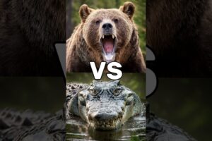 Crazy Animal Fighting Tournament! (Lion, Crocodile, Hippo, Bear)