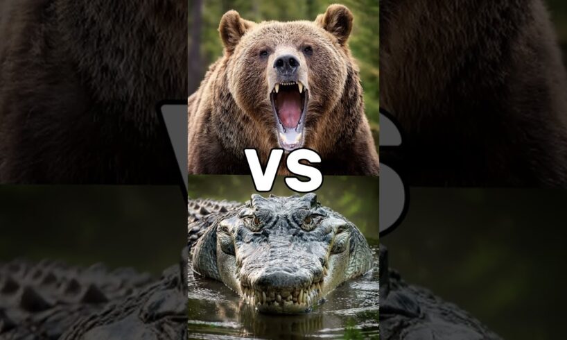 Crazy Animal Fighting Tournament! (Lion, Crocodile, Hippo, Bear)