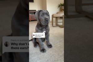 Crop??? Illegal in Australia 🇦🇺. #youtubeshorts #puppy #mastiff #cute #fyp