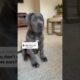 Crop??? Illegal in Australia 🇦🇺. #youtubeshorts #puppy #mastiff #cute #fyp