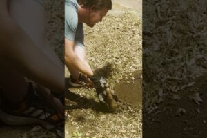 Cute Armadillo Rescued From Hole!