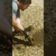 Cute Armadillo Rescued From Hole!
