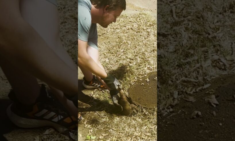 Cute Armadillo Rescued From Hole!