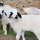 Cute Baby Sheep , Farm Animal Sound , Goat Videos, Cow , Duck , Chicken  , Animal Moment