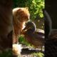 Cute Cat Playing with a Duck by the River — Adorable Animal Friendship!