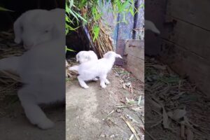 Cute Goat baby playing #goat #goatbaby #cuteanimal #pets #bakraeid2025 #animals #trending