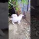 Cute Goat baby playing #goat #goatbaby #cuteanimal #pets #bakraeid2025 #animals #trending