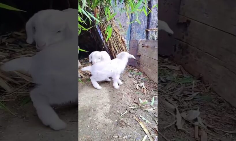 Cute Goat baby playing #goat #goatbaby #cuteanimal #pets #bakraeid2025 #animals #trending