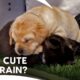 Cute Labrador Retriever and German Shepherd Puppies Funny Exercise Moments | Too Cute| Animal Planet