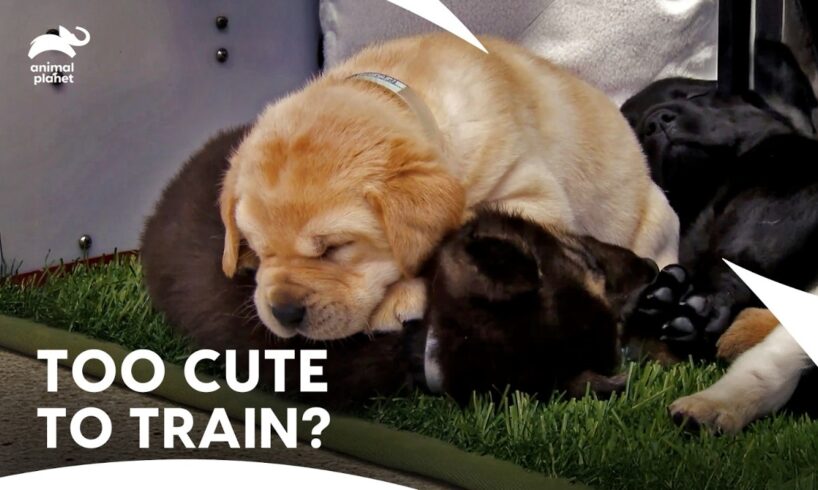 Cute Labrador Retriever and German Shepherd Puppies Funny Exercise Moments | Too Cute| Animal Planet