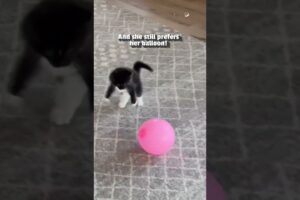 Cute Little Kitten Loves Playing With Balloon