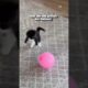 Cute Little Kitten Loves Playing With Balloon