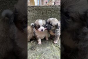 Cute Puppies 🐶 😍 Amazing Video #fyp #viral #shorts #short #shortsfeed #puppylover #bulking #foryou