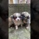 Cute Puppies 🐶 😍 Amazing Video #fyp #viral #shorts #short #shortsfeed #puppylover #bulking #foryou