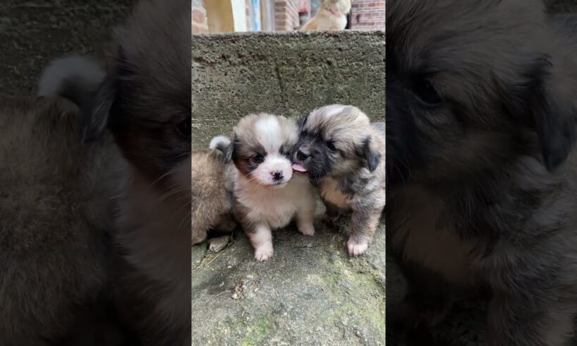 Cute Puppies 🐶 😍 Amazing Video #fyp #viral #shorts #short #shortsfeed #puppylover #bulking #foryou