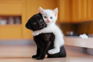 Cute [Puppies And Kittens] In Heartwarming Play