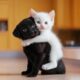 Cute [Puppies And Kittens] In Heartwarming Play