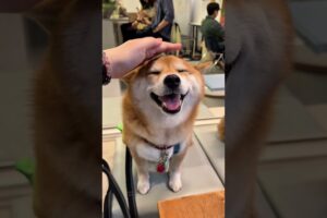 Cute Puppies Collection ! 🐾Puppies Smile so cute .🐕They love being petted on the head❤️❤️