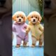 Cute Puppies Crazy Dance 😆| #funnyanimals #cutepuppy #dogshorts #funnyvideo #viraldance #540