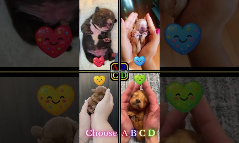 Cute Puppies Part2 | shagkennels vs mariangelasg08 vs labradoodlepuppies1 vs tetonviewgoldenretrieve