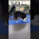 Cute Puppies That Will Melt Your Stress Away | Relaxing Dog Moments 🐾