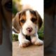 Cute Puppies - cute Puppy 🐶 #puppies #puppy #puppylove #shorts