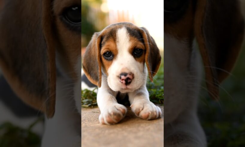 Cute Puppies - cute Puppy 🐶 #puppies #puppy #puppylove #shorts