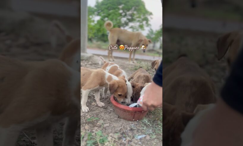 Cute Puppies 🐶 #dogs#puppies #doglover #animals #new #funny