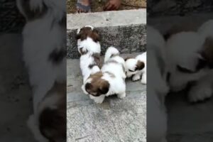 Cute Puppies # #funny #pets #cute #arrahman